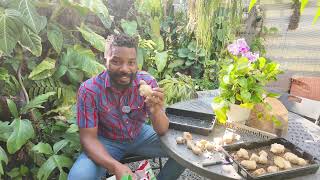 How to Get the Best Flavored Gingers 🫚 in your Garden!