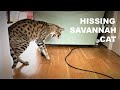 HISSING Savannah Cat の動画、YouTube動画。