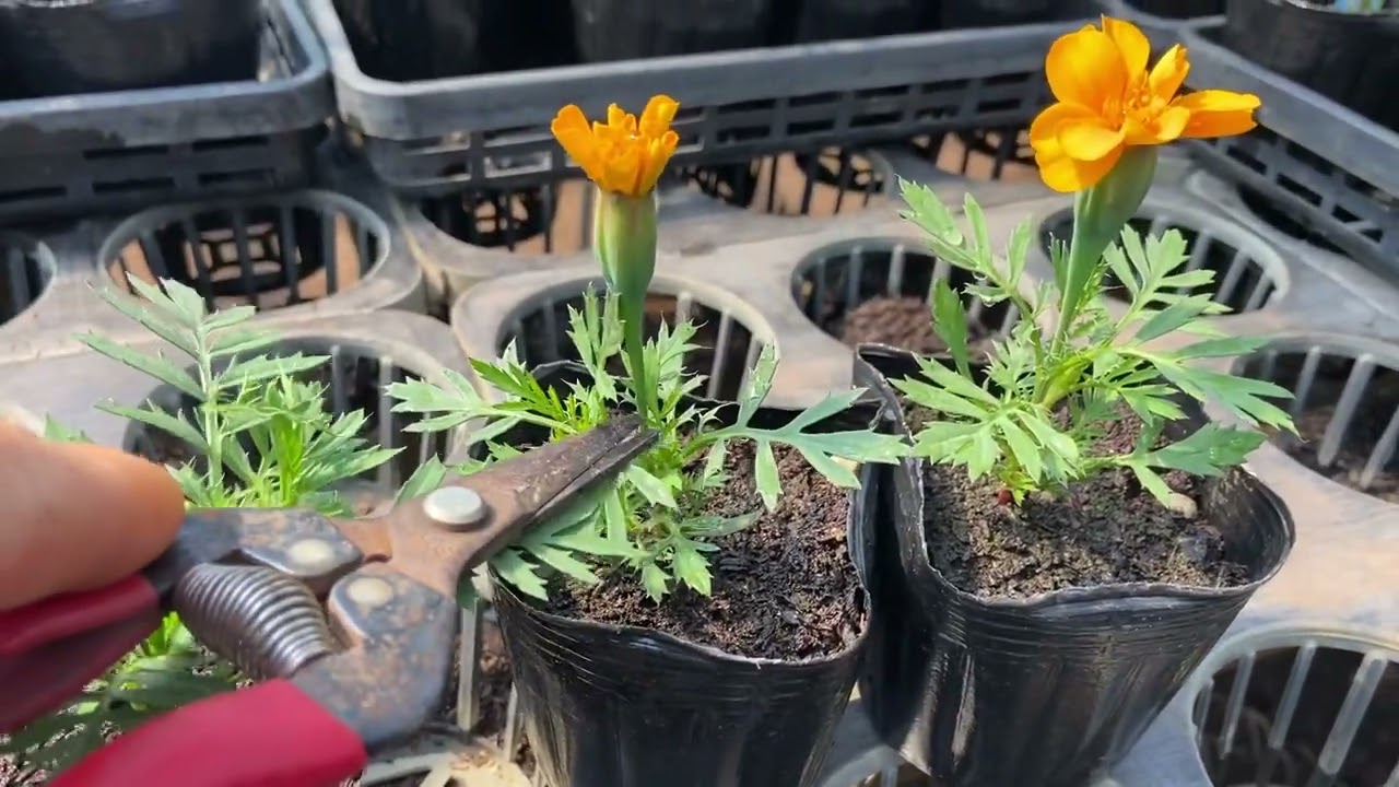 マリーゴールドのポット完成苗について