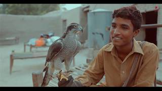 The Art of Falconry in Pakistan