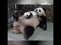 아기를 잠재우는 신기한 슝마표(熊妈牌) "아기침대" |CCTV 한국어방송