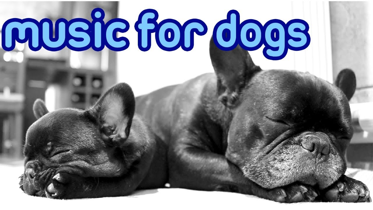 best music to play for dogs