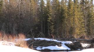 Bigfoot Sasquatch New Sighting. Calgary AB Canada.