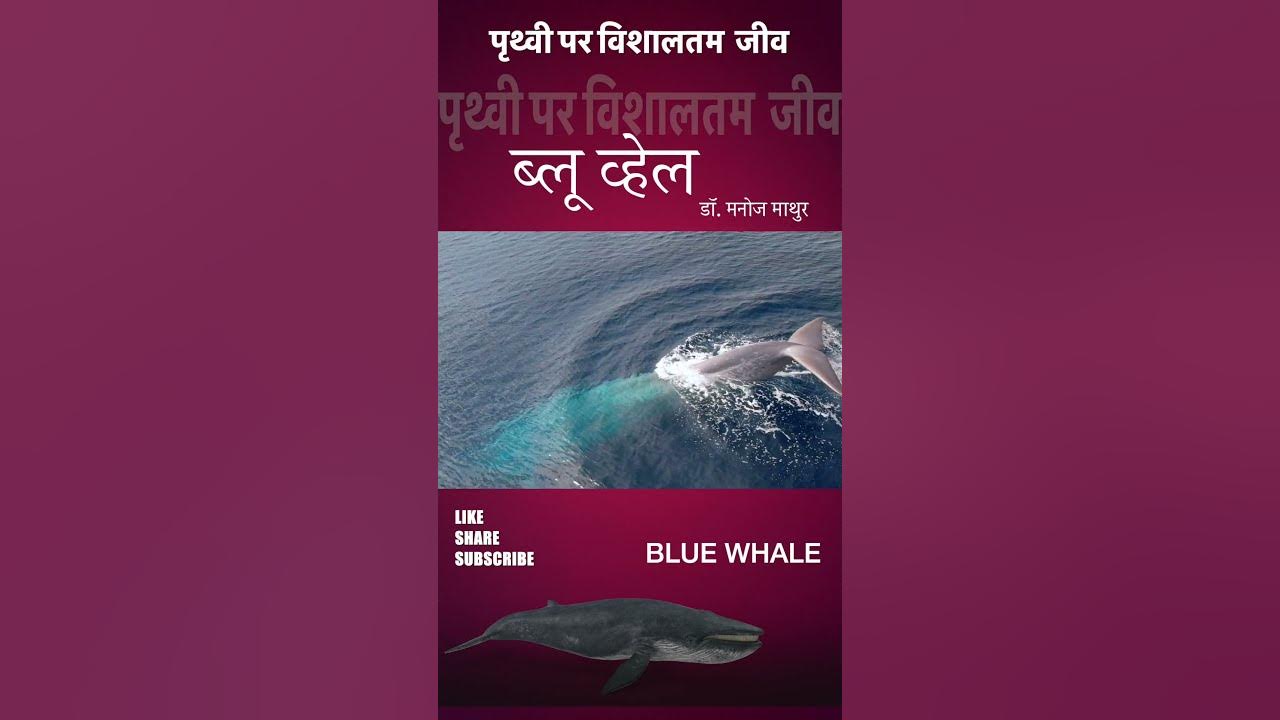 BLUE WHALE HINDI #shorts - YouTube