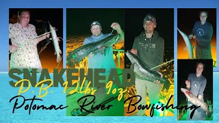 P.B. Snakehead Bowfishing | Gar| Catfish| Goldfish| Potomac River @ondekoutdoors @outriggeroutdoors