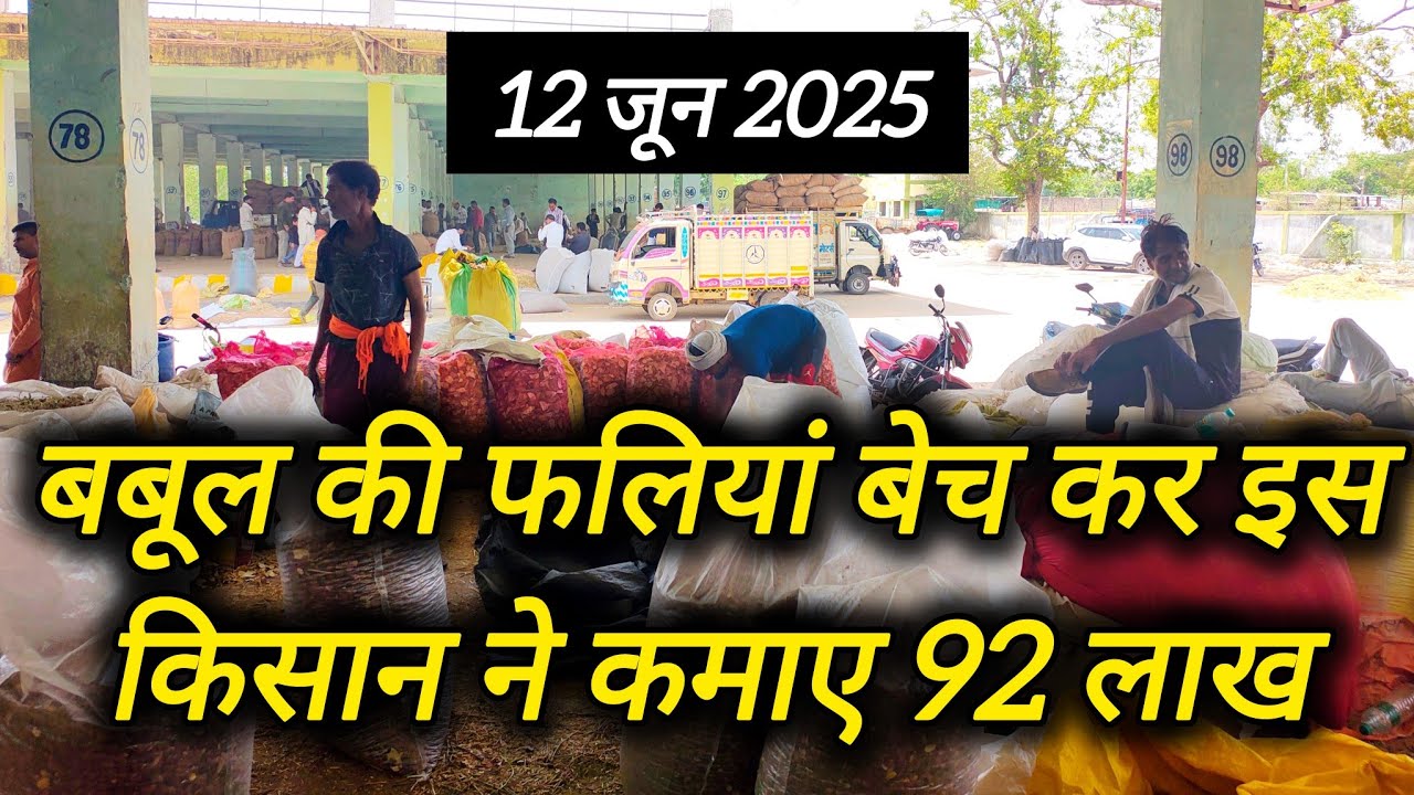 Babul ki Faliya बेचकर इस किसान ने कमाए 92 लाख! 🚜 ।। औषधि मंडी नीमच ।। Neemuch Mandi Bhav