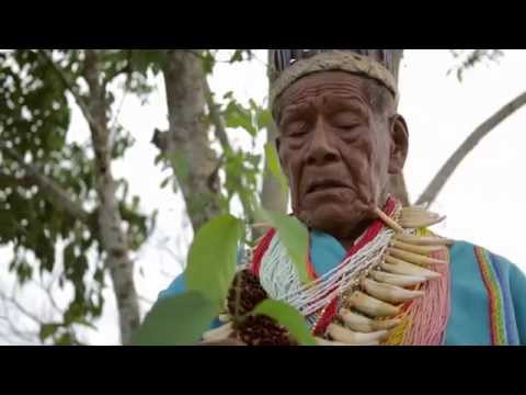 Vídeo: Cura de la palma de guacamayo - Obteniu informació sobre el cultiu d'una palma de guacamaya