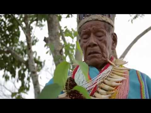 El poder del Yagé. Taita Querubín Queta