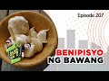 Alam Niyo Ba? Episode 207⎢‘Benefits of Garlic‘