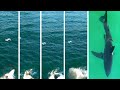 Great White Shark Leaps Toward Drone: What is Going on Here?