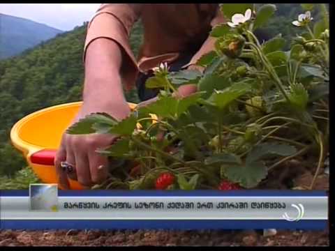 მარწყვის კრეფის სეზონი ქედაში ერთ კვირაში დაიწყება