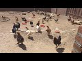 Inicia la crianza de gallinas en tú propia casa fácil - parte 2