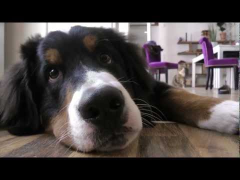 Hund und Kater spielen und lecken sich Berner Sennen Hermann - Videotagebuch Teil 5