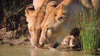 3 Lionesses drinking water