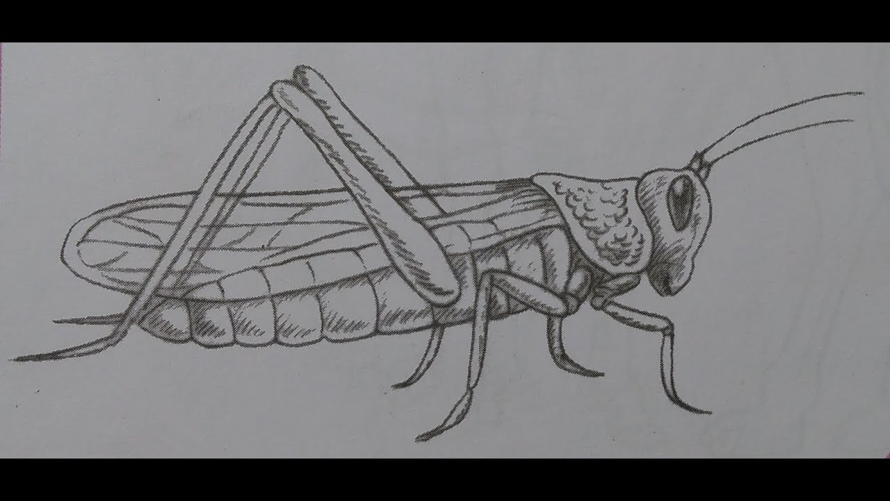 How To Draw a grasshopper with pencil Step By Step Easy - YouTube