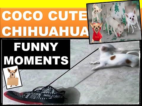 funny-moments-with-coco-(chihuahua)/-coco,-cute-chihuahua