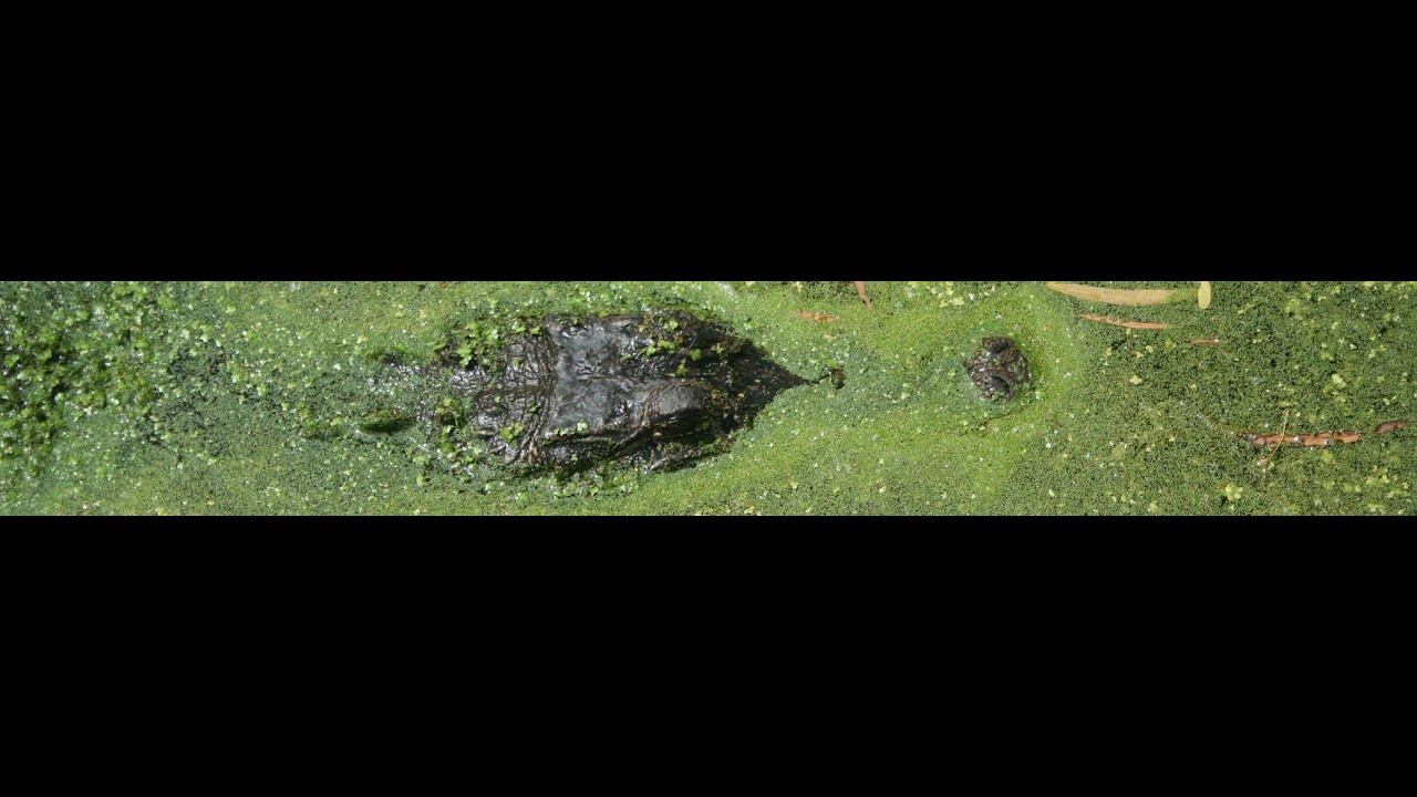 Grant Critchfield's Texas Trail Cams Live Stream