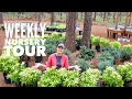 New Plants in the Weekly Nursery Tour