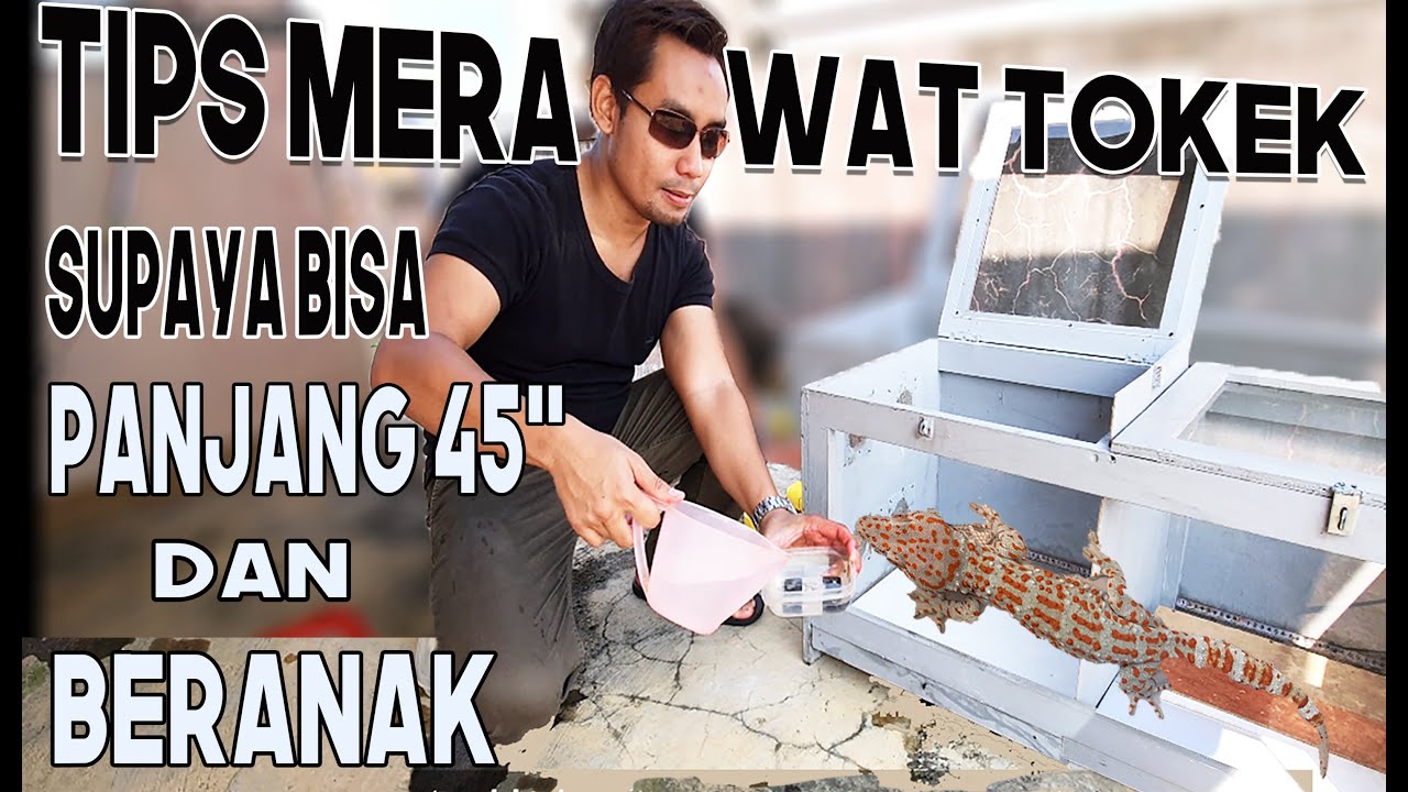 Tips Cara Merawat TOKEK supaya bisa PANJANG 45 CM dan ANAKAN
