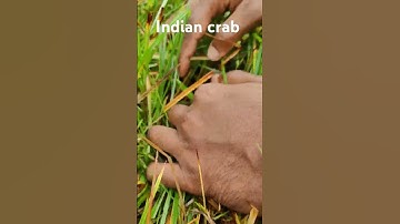 Crab Body Is Full small fish!! #shorts #Villain Rakesh