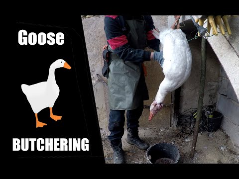 How To Butcher Goose Graphic Content With Commentary