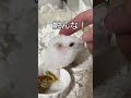 ガンのハムスターに毛繕いしてあげました#shorts