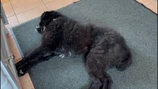 Buddy Adopted 1