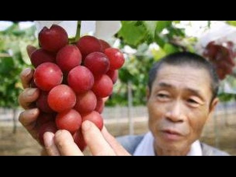 anggur-termahal-di-dunia,-30-butir-seharga-rp.-143juta