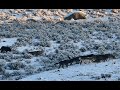 Extraordinary buffalo walks into a pack of 20 wolves to pay his respects to a fallen family member