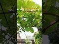 🍇 আমাদের বাগানের তাজা সবুজ আঙ্গুর 🍇#graps #gardening #garden #shorts #shortvideo #shortsviral
