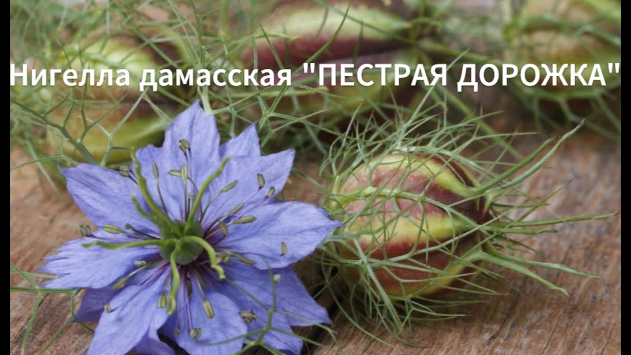 Табулар туралы ретро порно Порно дұрыс емес бөлмеге кіріп кетті