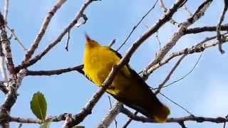 Sárgarigó (Oriolus oriolus) Golden Oriole