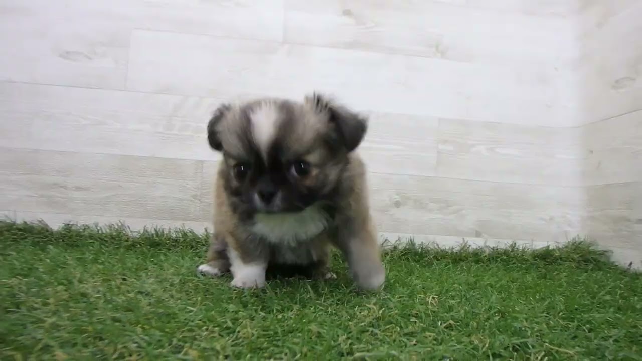 チワワ PICTWANカレンダー2026 チワワ【L判】（4589860481854）｜犬用品（犬