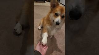 Corgi puppy vs paw shake #corgi #corgipuppy #puppy #dog #puppylife #tricks #paw #hand #shake #viral