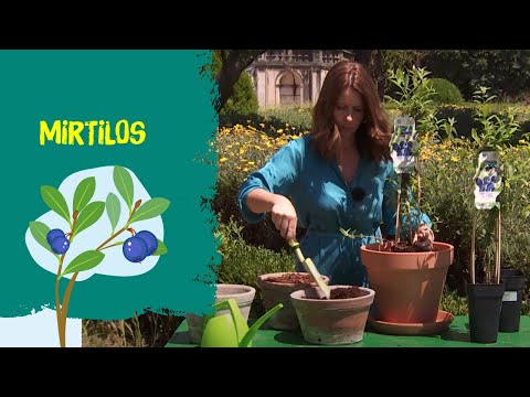 Vídeo: Como Cultivar Mirtilos (Vaccinium Uliginosum) No Jardim