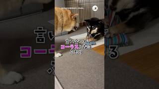 柴「ぼくの！」柴「わたしの！」｜PECO #柴犬 #黒柴 #赤柴 #茶柴 #柴犬のいる暮らし #柴犬大好き #shiba #shibainu #shibainulife #shibainulove