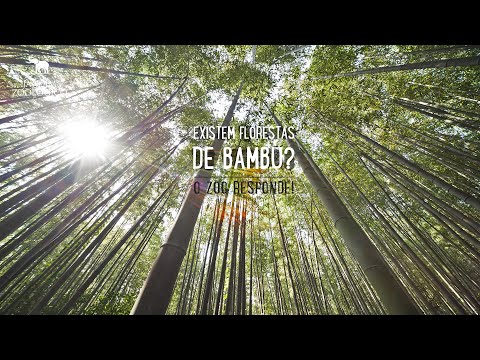 Vídeo: Onde existem florestas de bambu?