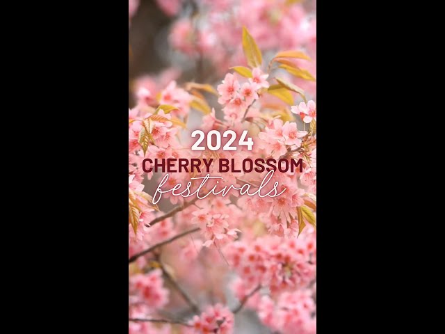 Cherry Blossom Festivals