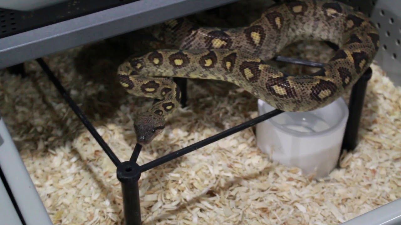 pikachu pokemon Rare Madagascar Tree Boas Feeding!