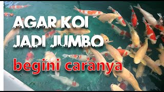 1 JUTA VIEWS  | Membuat Koi Menjadi Jumbo | Tutorial Kolam Koi (21)