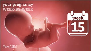 15 Weeks Pregnant - Natural Pregnancy Week-By-Week screenshot 4