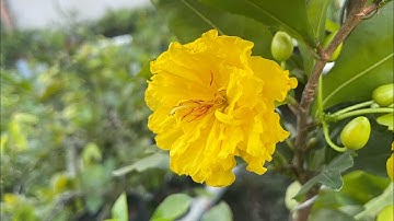 Review mai cúc Tư Long