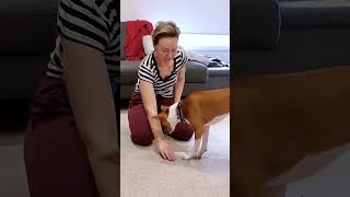 #basenji selfcontrol training