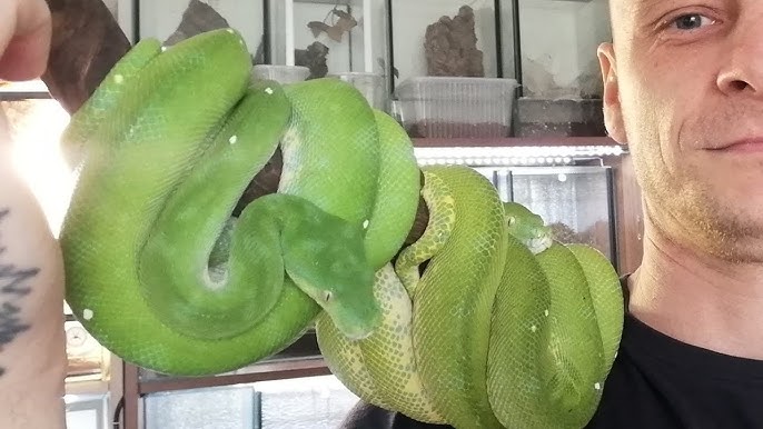 Green Tree Python — Green Tree Python Serpentovirus (NidoVirus)