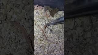 Baby superworms!
