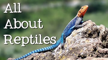 All About Reptiles: What Makes it a Reptile? - FreeSchool