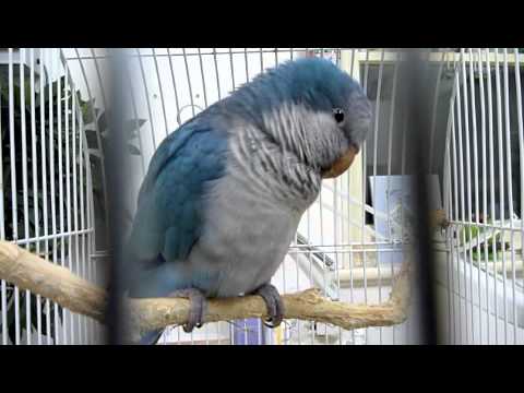 Quaker Parrot Blue Bird Sick #1 211010 - YouTube
