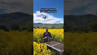 Sarı Çiçek Tarlası İçinde Drone Keyfi! 🌾🚁 #droneçekimi, #doğavideoları, #bahar, #manzara, #drone,