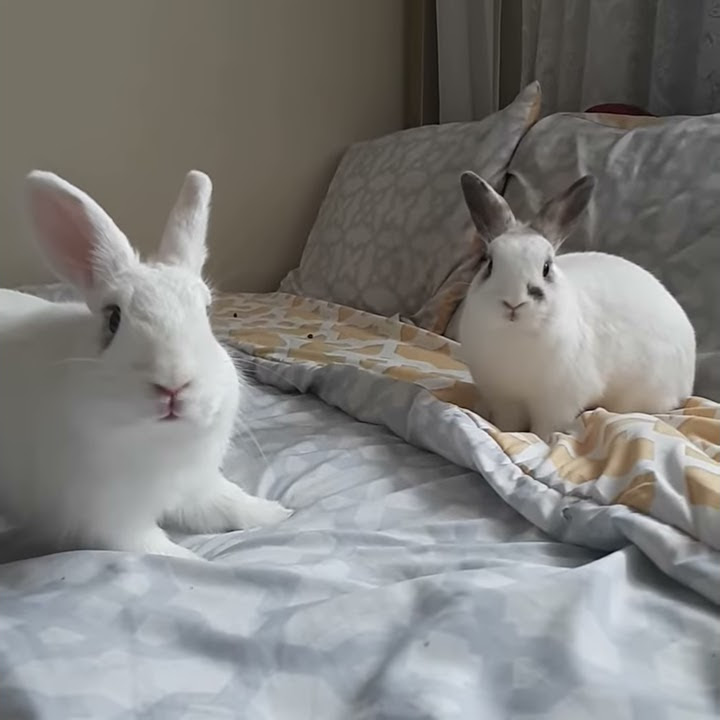 Bonded rabbits fight YouTube