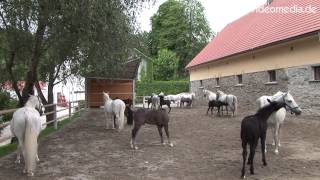 Bundesgestüt Piber, Lipizzaner - Austria HD Travel Channel